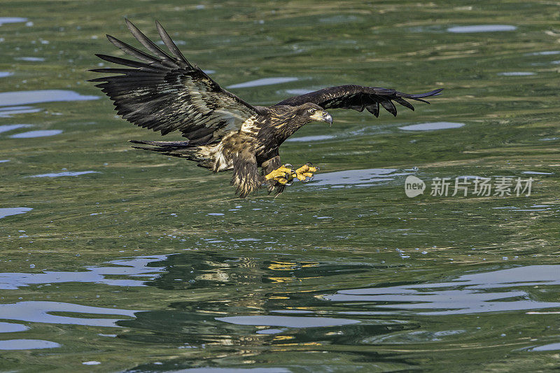 秃鹰(Haliaeetus leucocephalus，是一种食肉鸟，发现在阿拉斯加，以鲱鱼在水里。锡特卡的声音,阿拉斯加。